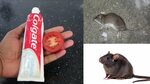 Natural remedies to kill rats 🌈 How to get rid of rats fast 